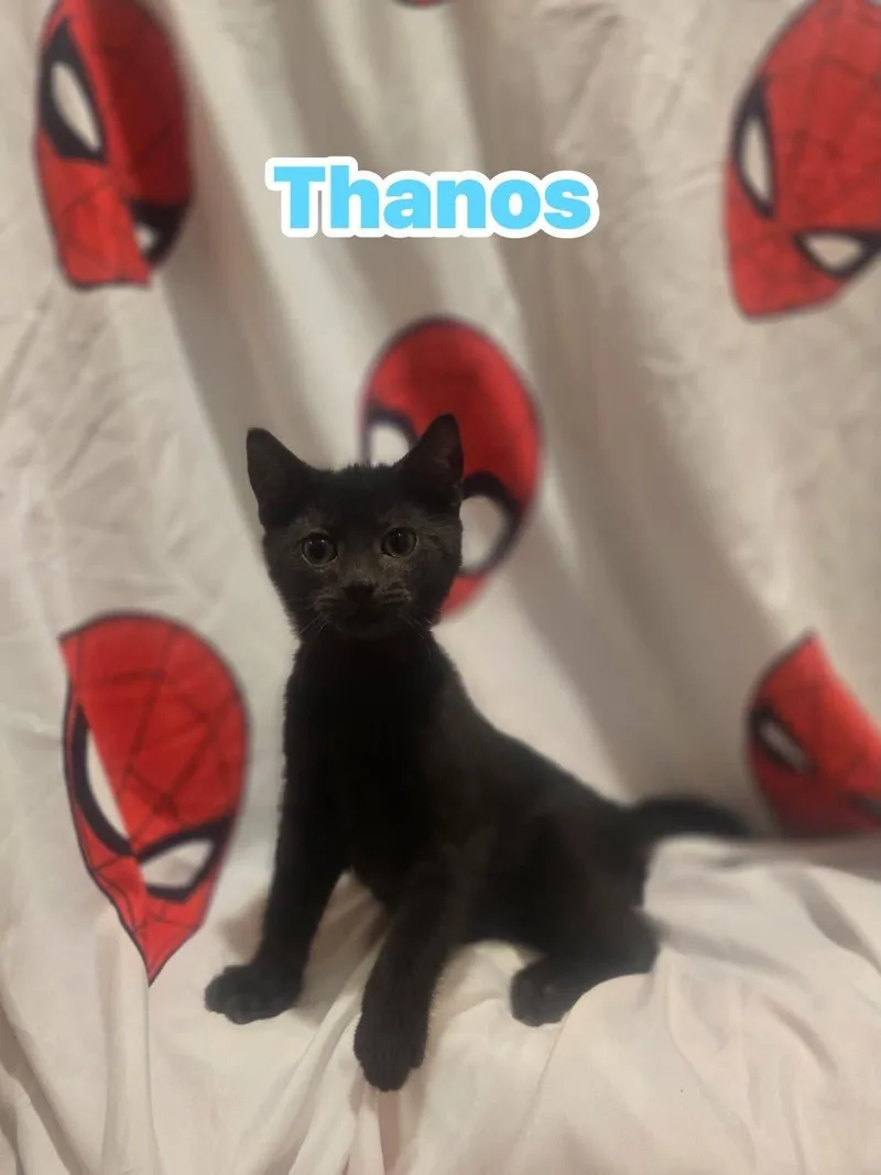 Thaos thumbnail 2