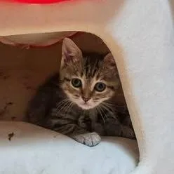 A baby small-sized male Gray / Blue / Silver Domestic Short Hair cat named Voss for adoption in Lynchburg, VA