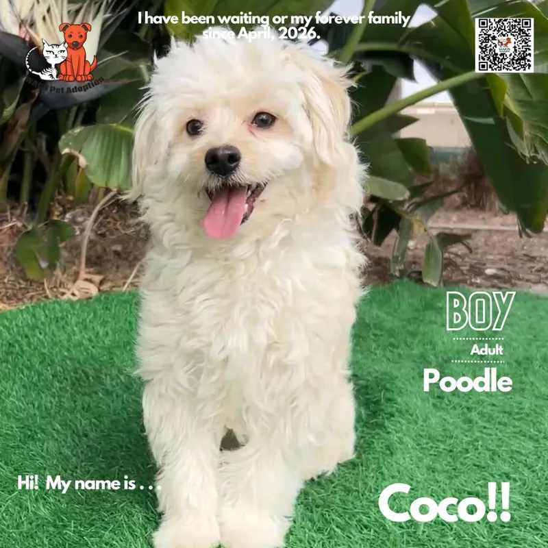 An adult small-sized male White / Cream Poodle dog named Coco for adoption in Westminster, CA