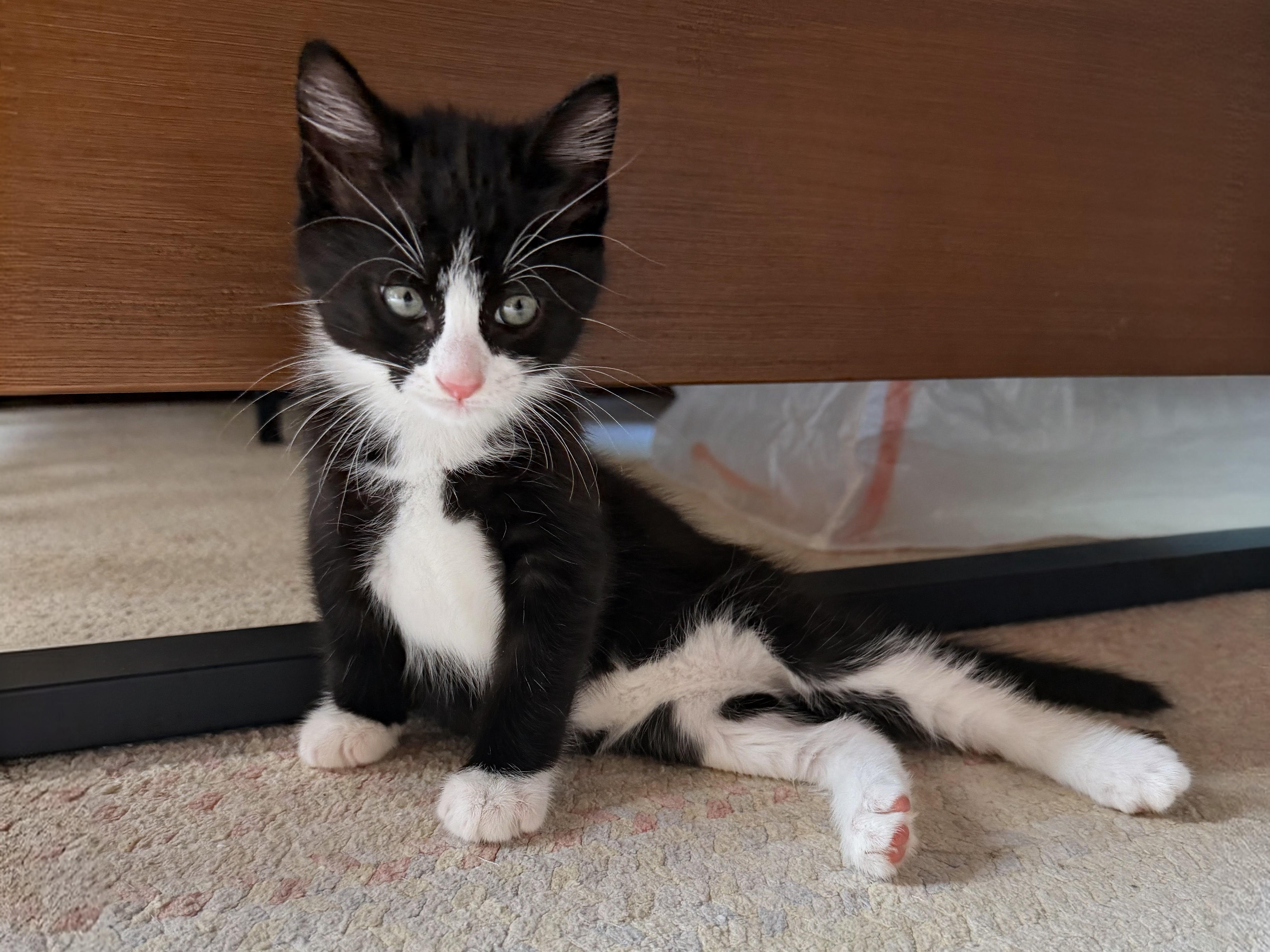 A baby small-sized male Black & White / Tuxedo Domestic Short Hair cat named Magnus for adoption in Ridgewood, NY