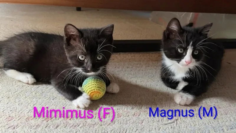 Magnus thumbnail 3