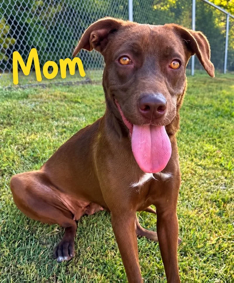 A baby medium-sized female Weimaraner dog named Pup Cassia for adoption in Washington, DC