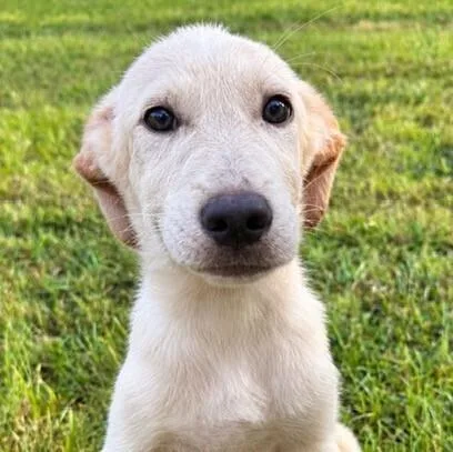 Pup Cassia thumbnail 2