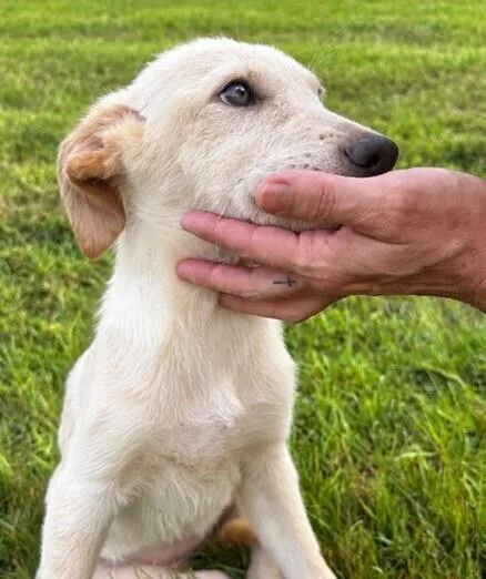Pup Cassia thumbnail 3
