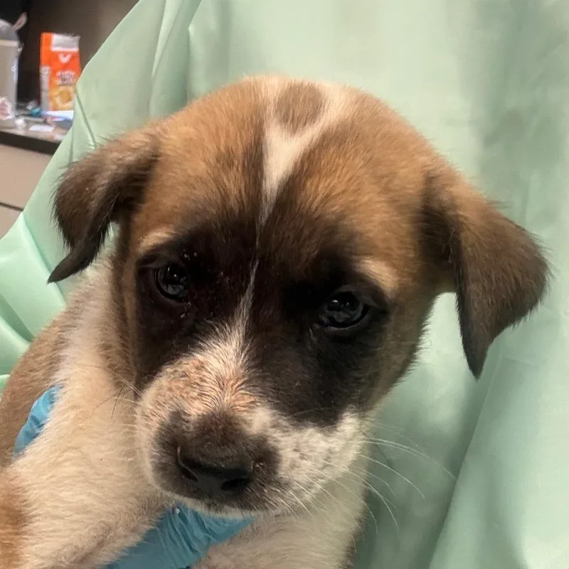 A baby small-sized male Brown / Chocolate Mixed Breed dog named Kid A for adoption in Flagstaff, AZ