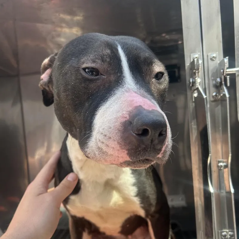 An adult medium-sized female Black Mixed Breed dog named Cannoli for adoption in Philadelphia, PA