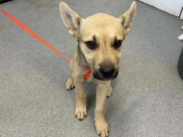 An adult small-sized female German Shepherd Dog dog named A for adoption in Olivehurst, CA