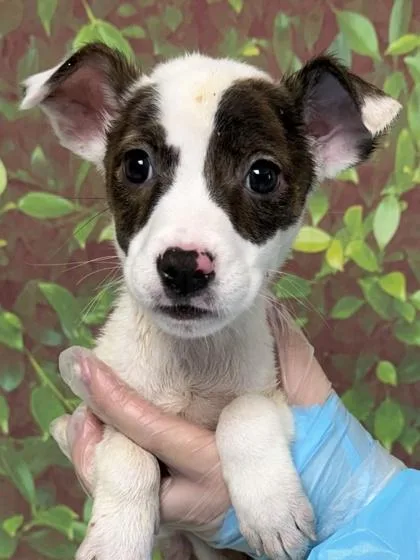 A young small-sized female Terrier dog named Lizzie for adoption in San Antonio, TX