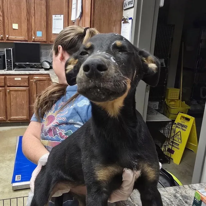 A baby small-sized female Shepherd dog named Rozlynn U for adoption in Tupelo, MS