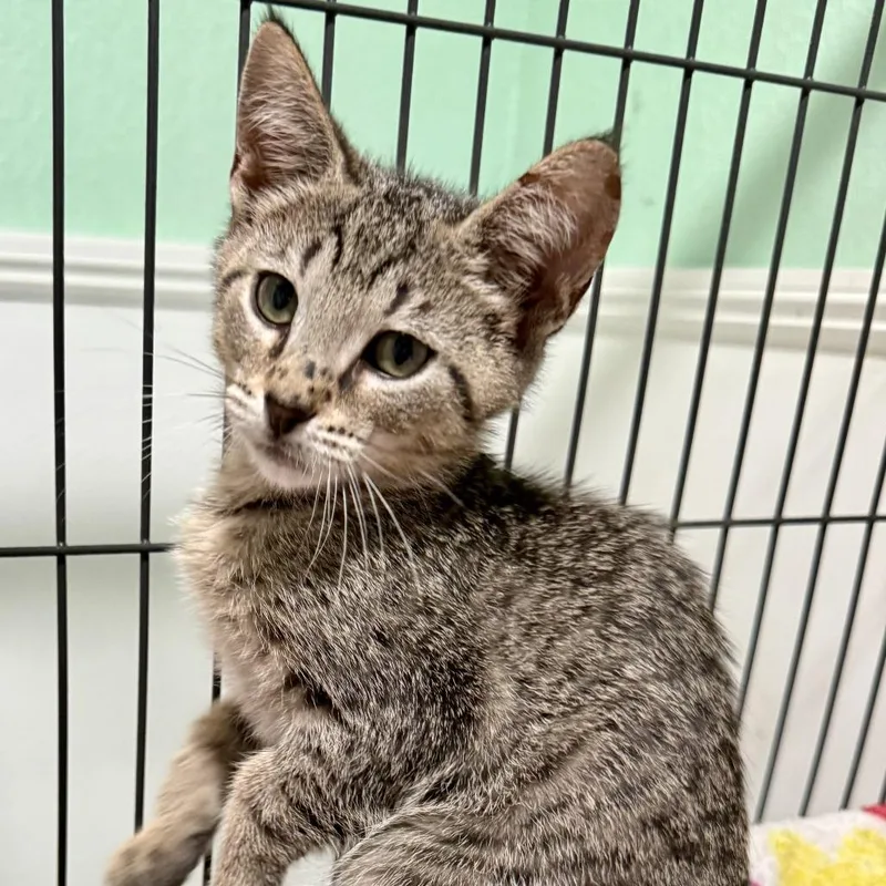 A baby small-sized male Brown / Chocolate Domestic Short Hair cat named Crenshaw for adoption in New Port Richey, FL