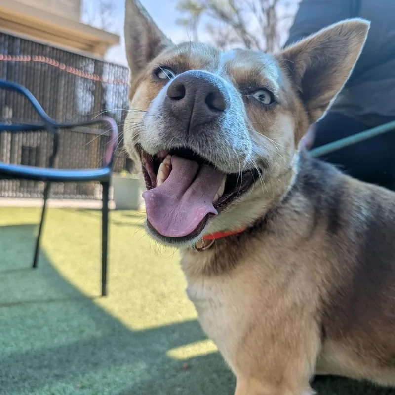 An adult medium-sized female Yellow / Tan / Blond / Fawn Husky dog named Skye for adoption in Greensboro, NC