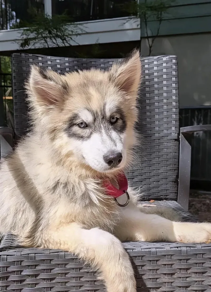 A baby large-sized female Apricot / Beige Siberian Husky dog named Yamal for adoption in Richmond, VA