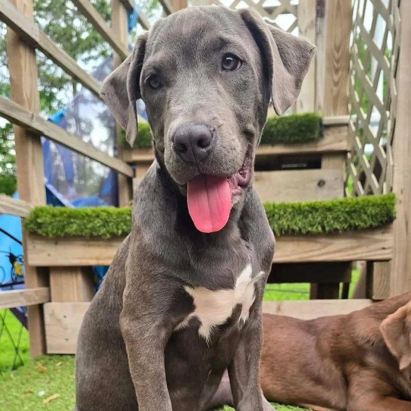A baby medium-sized male Gray / Blue / Silver Labrador Retriever dog named Paxton for adoption in Alma, WI