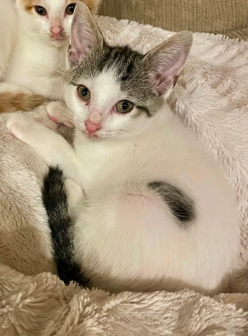 A baby medium-sized male Domestic Short Hair cat named Ham for adoption in Manchester, MD