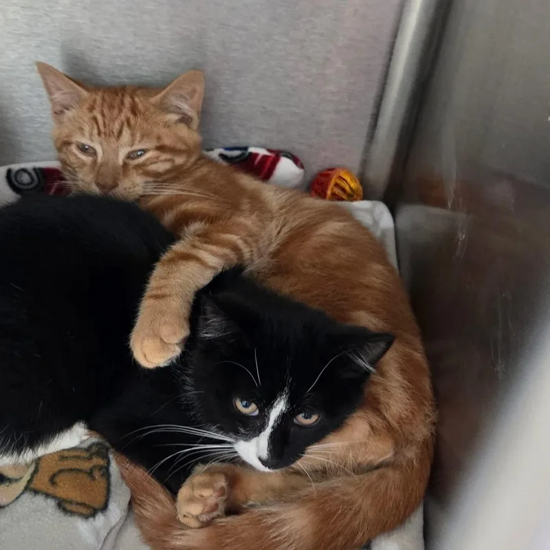 A baby medium-sized female Black Domestic Short Hair cat named Bonnie & Clyde for adoption in Attleboro, MA