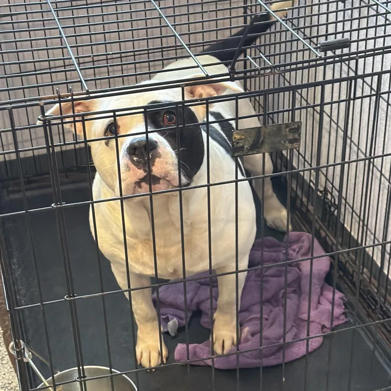 An adult small-sized male White / Cream Mixed Breed dog named Cane for adoption in Port Charlotte, FL