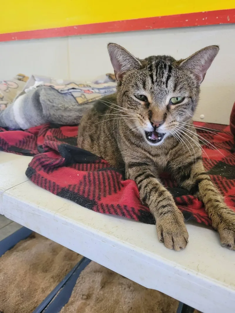 Chromium thumbnail 2