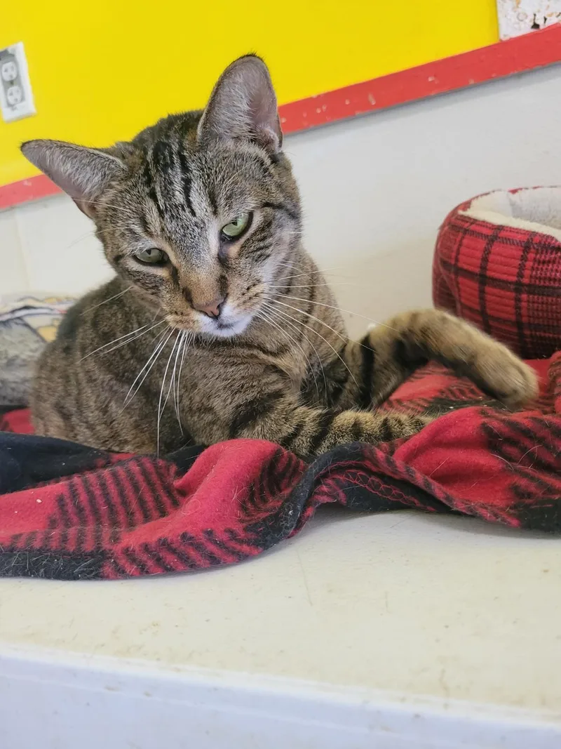 Chromium thumbnail 3