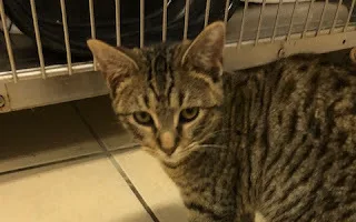 Chromium thumbnail 4