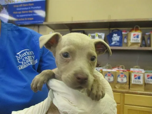 A baby small-sized male Staffordshire Bull Terrier dog named Gage for adoption in Ocala, FL