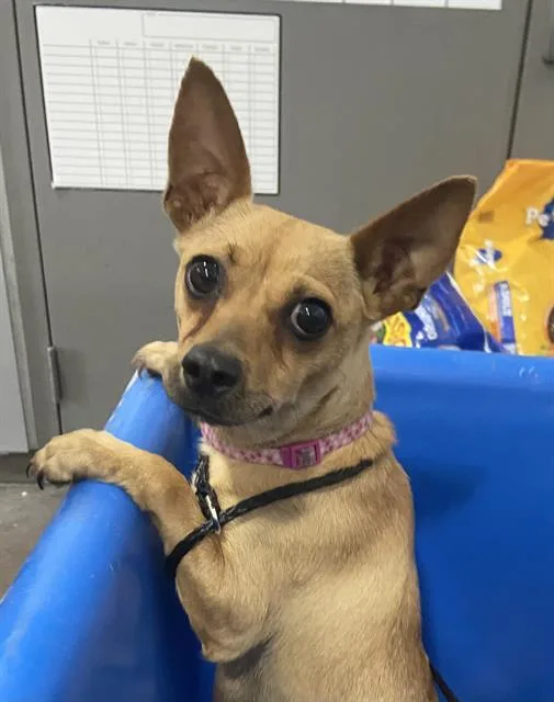 An adult small-sized female Mixed Breed dog named Una for adoption in Dallas, TX