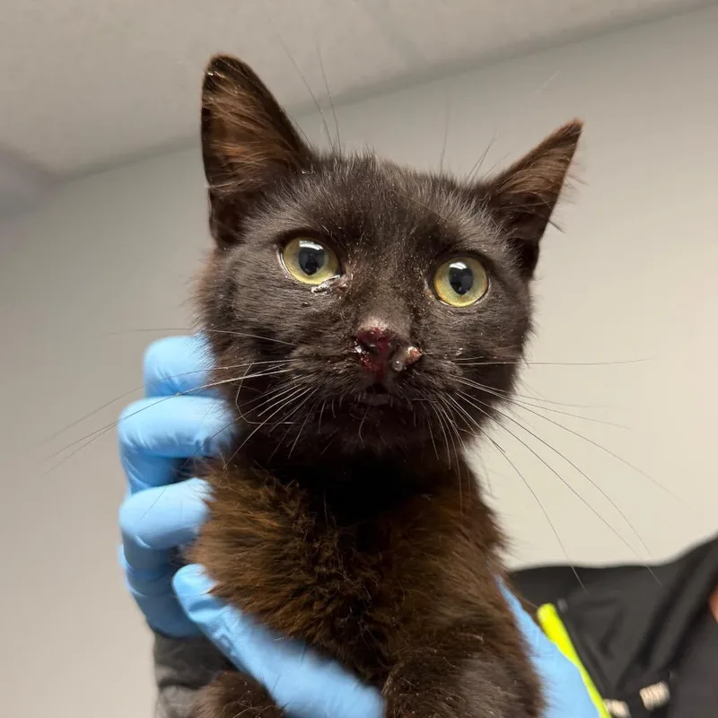 An adult medium-sized male Black Domestic Short Hair cat named Coconut for adoption in Watertown, NY