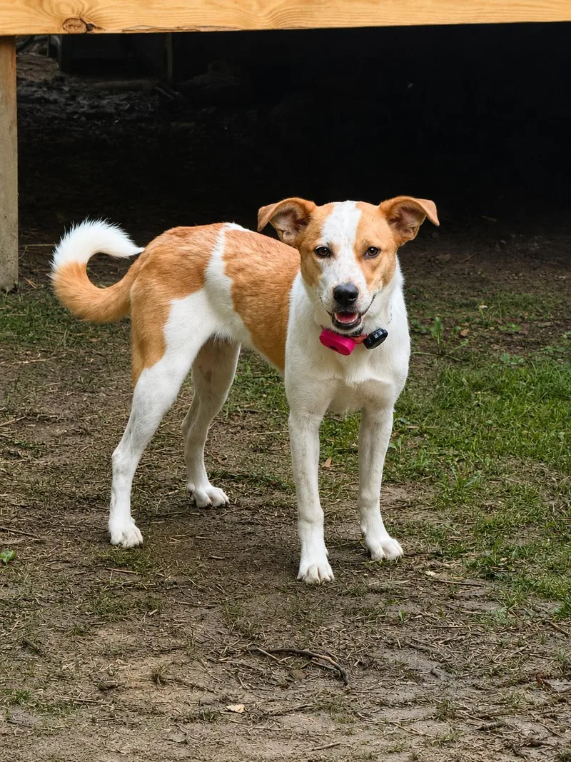 A baby medium-sized female Feist dog named Susye for adoption in Franklin, TN