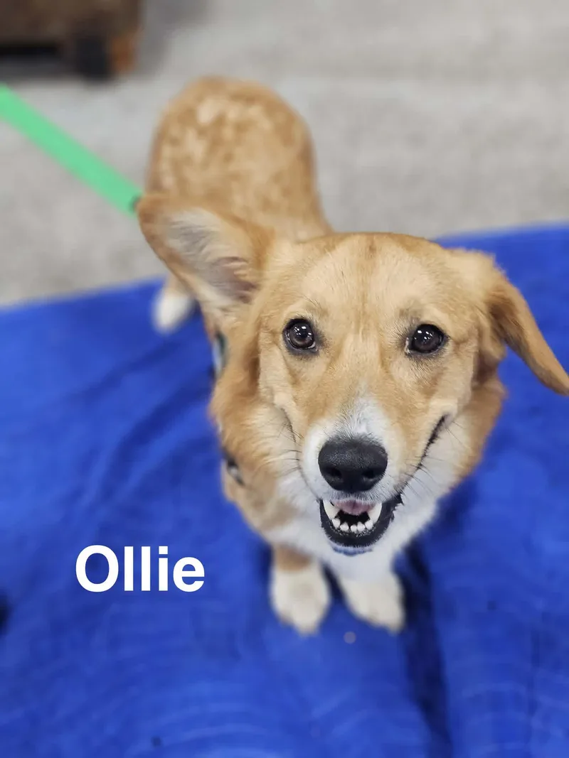 A young medium-sized male Yellow / Tan / Blond / Fawn Pembroke Welsh Corgi dog named Ollie for adoption in Charlotte, NC