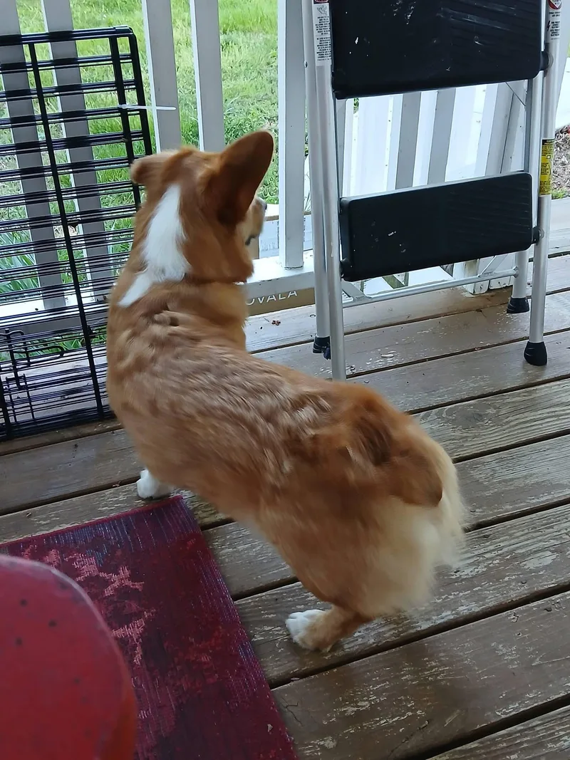 Ollie thumbnail 2