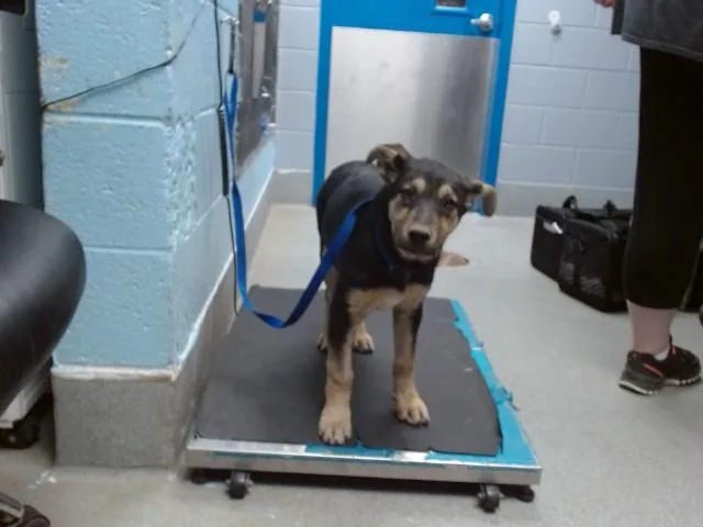 A baby small-sized female German Shepherd Dog dog named Biscoff for adoption in Albuquerque, NM