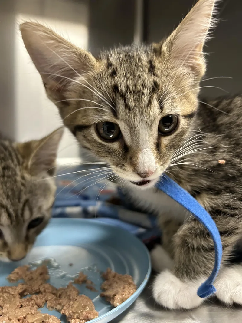 A baby small-sized male Domestic Short Hair cat named Yoda for adoption in Chico, CA