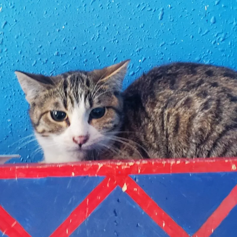 Kat
