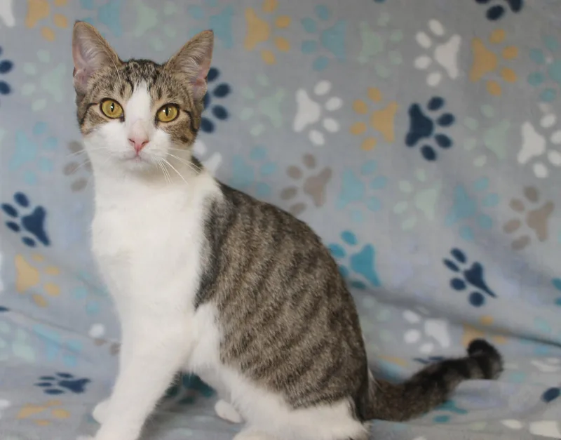 A young medium-sized female Domestic Short Hair cat named Grace for adoption in Prattville, AL