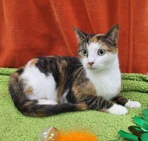 Katarella thumbnail 3