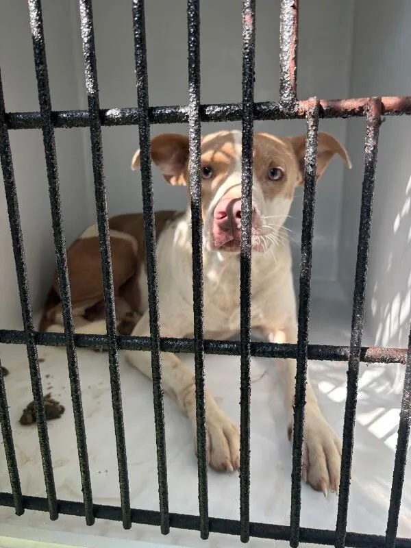 An adult medium-sized male Brown / Chocolate Mixed Breed dog named Bluey for adoption in Mobile, AL