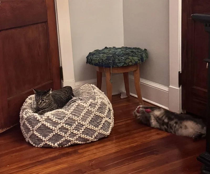 Bonded Brothers Howl And thumbnail 2