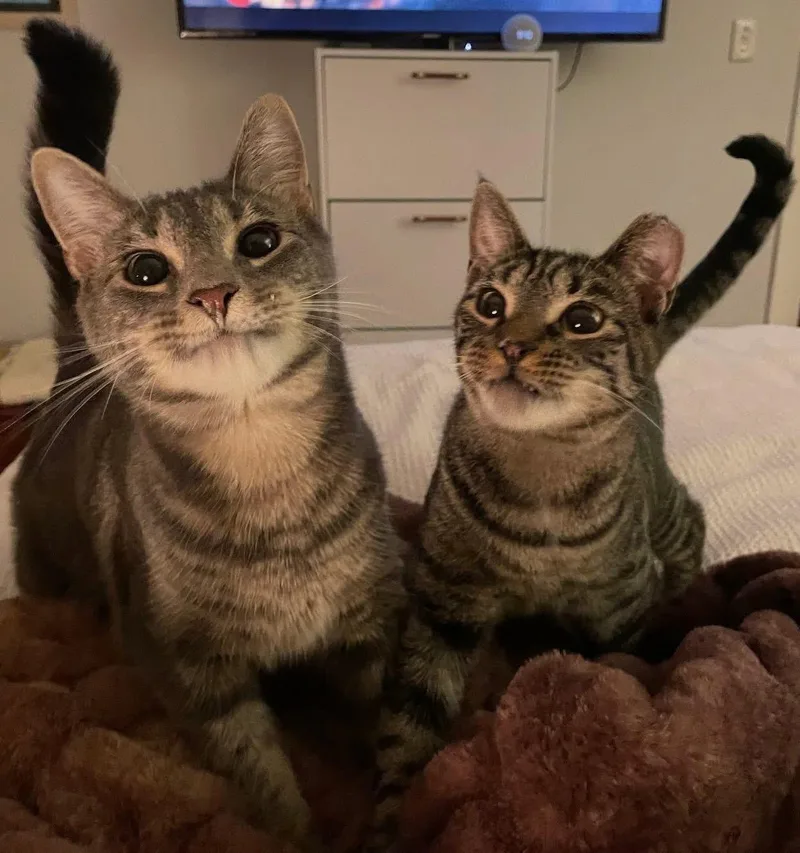 Bonded Brothers Howl And