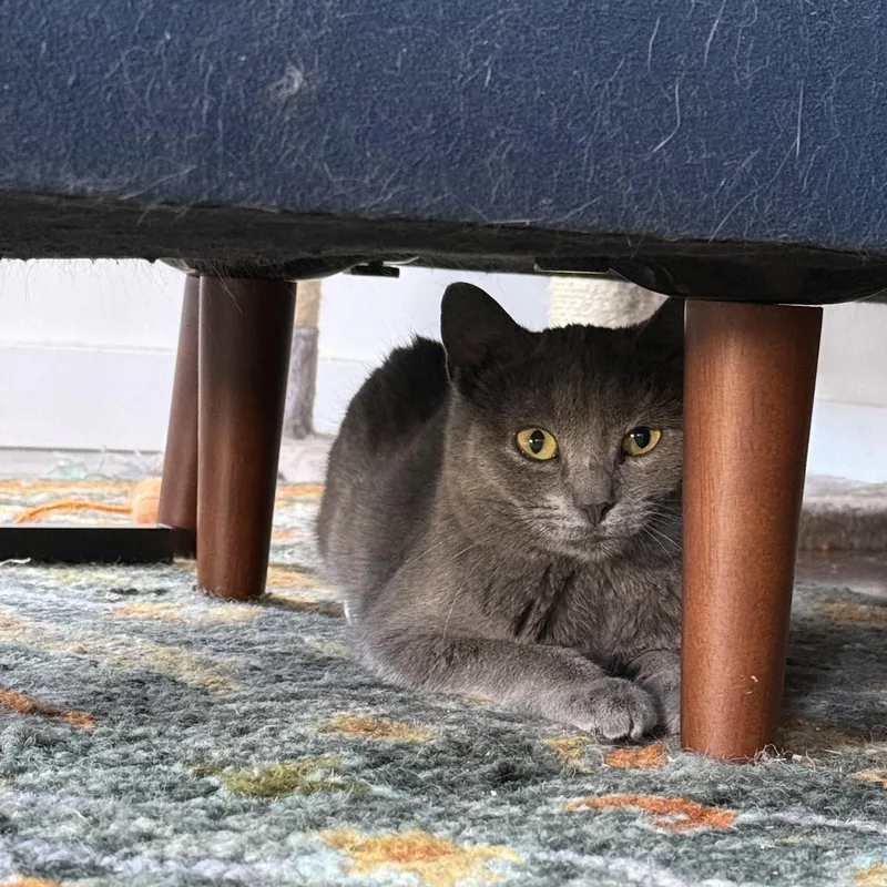 Boop And Chalulu thumbnail 2