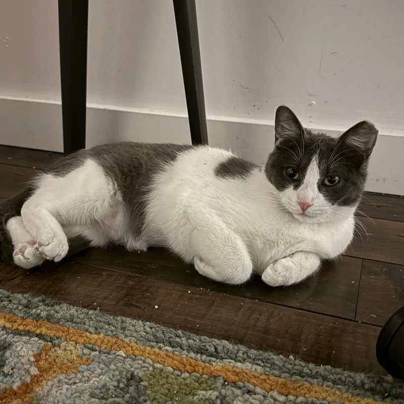 Boop And Chalulu thumbnail 3