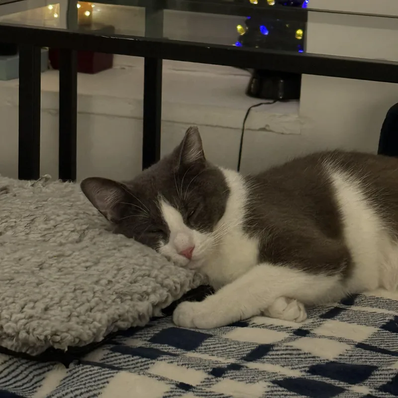 Boop And Chalulu thumbnail 4