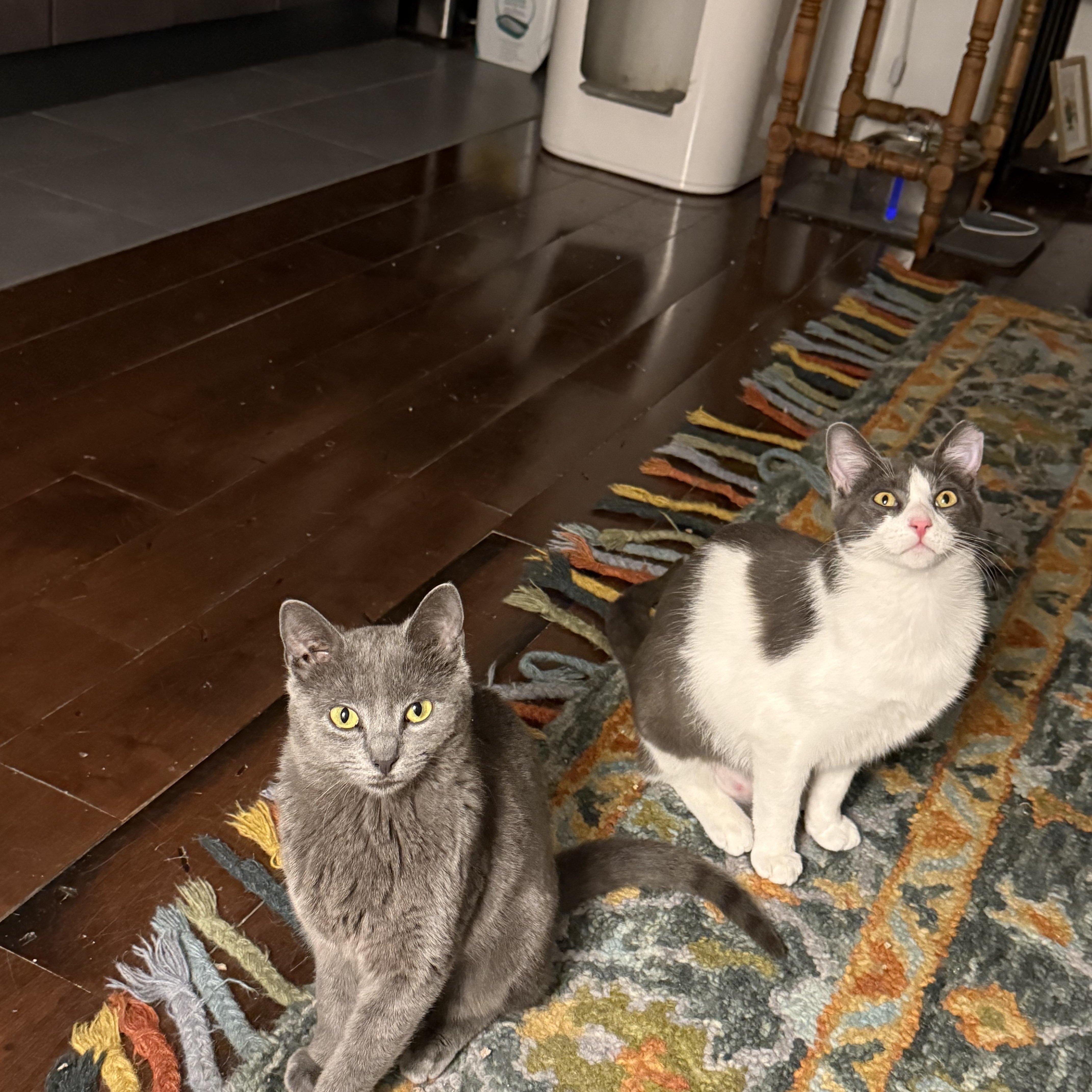 Boop And Chalulu thumbnail 5