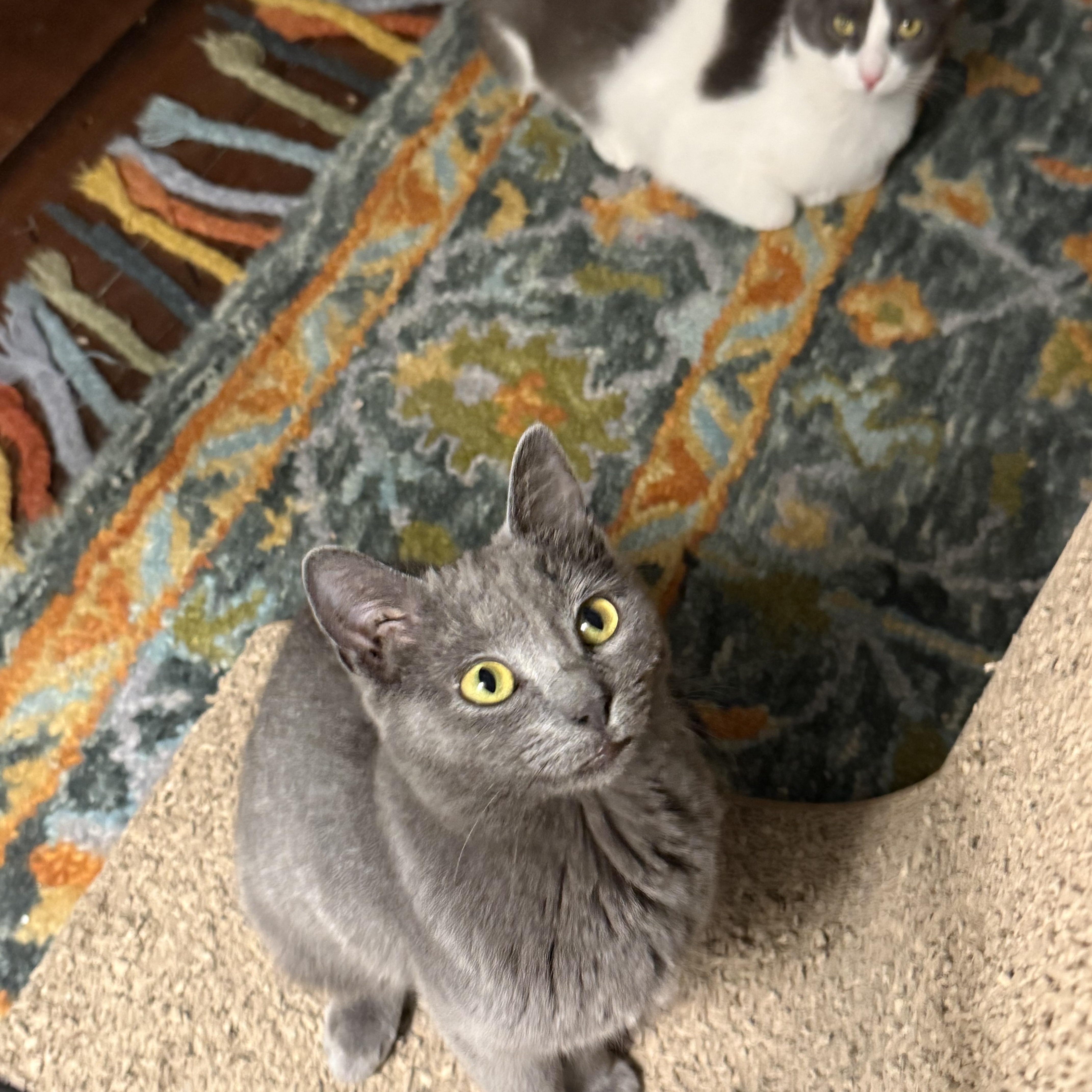 Boop And Chalulu thumbnail 6