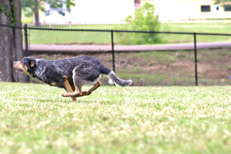 A young medium-sized male Australian Cattle Dog / Blue Heeler dog named Tocker for adoption in Collierville, TN