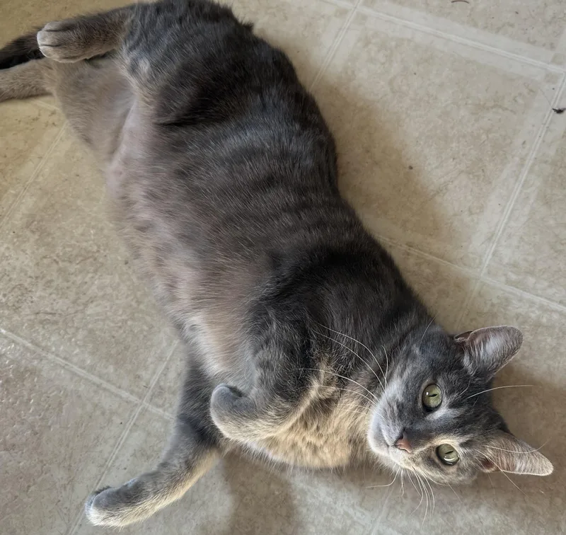 An adult medium-sized female Tabby (Gray / Blue / Silver) Domestic Short Hair cat named Sweetie Pie for adoption in Toledo, OH