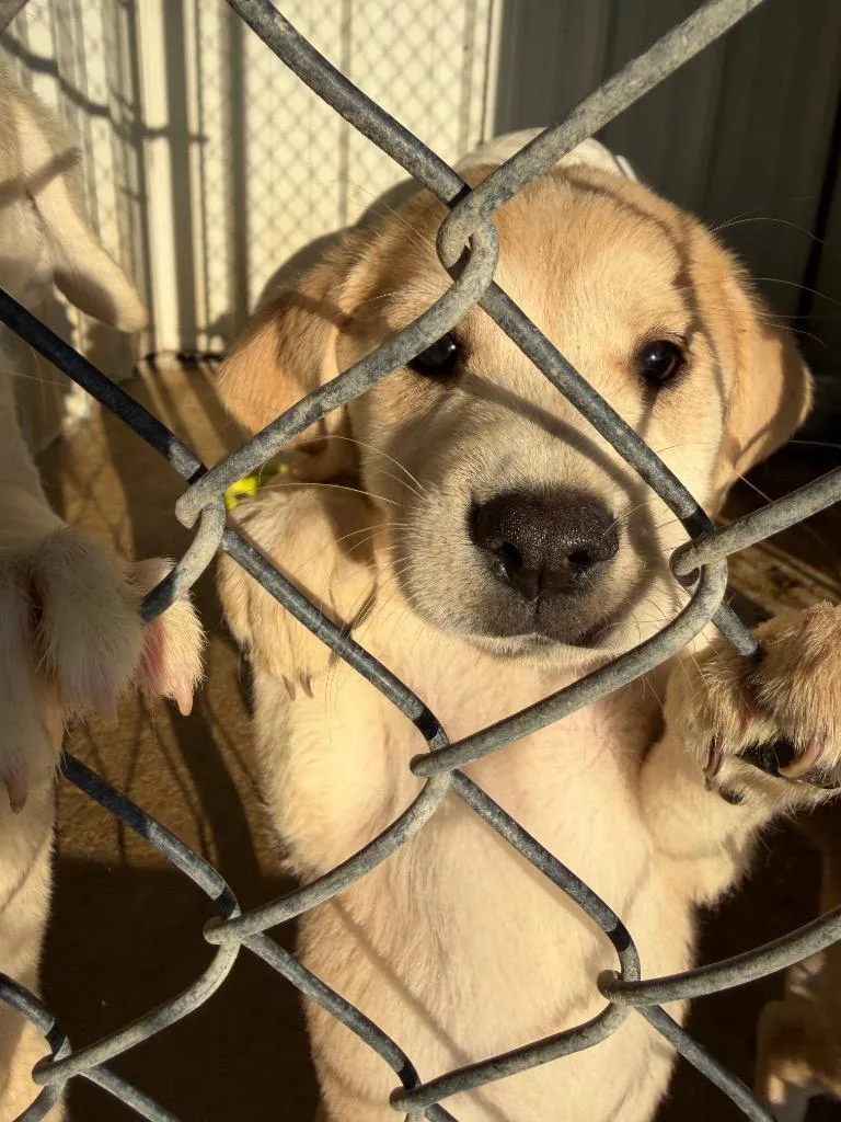A baby small-sized female Shepherd dog named Reesey for adoption in Ada, OK
