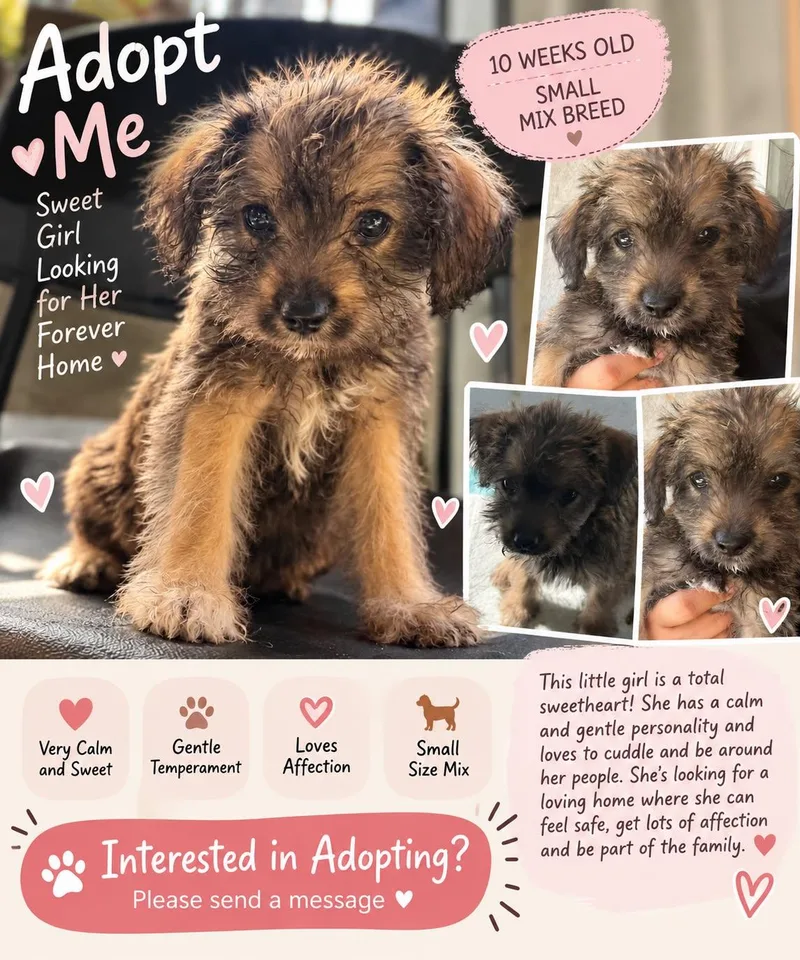 A baby small-sized female Poodle (Toy) dog named Halo for adoption in Los Angeles, CA