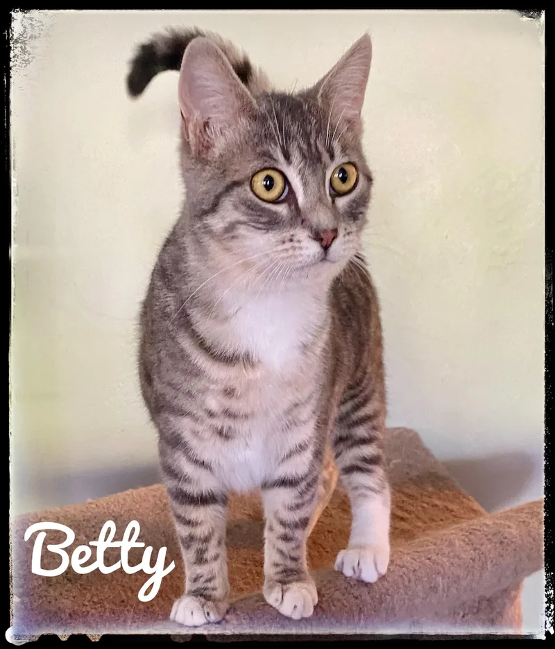 A young medium-sized female Domestic Short Hair cat named Betty for adoption in El Cajon, CA