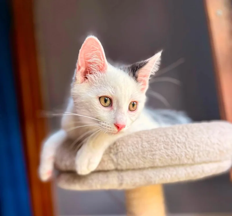 A young medium-sized male Gray & White American Shorthair cat named Habanero for adoption in Elkland, PA