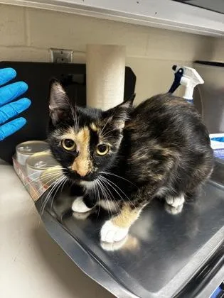 A young medium-sized female Black Domestic Short Hair cat named Fairy for adoption in Wichita, KS