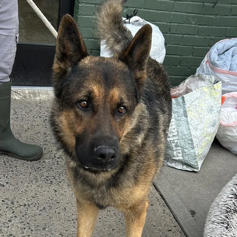An adult large-sized male Brown / Chocolate German Shepherd Dog dog named Maverick for adoption in Newark, NJ